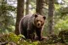 European brown bear standing and looking at the camera Notranjska forest-Inner Carniola-Slovenia Art Print